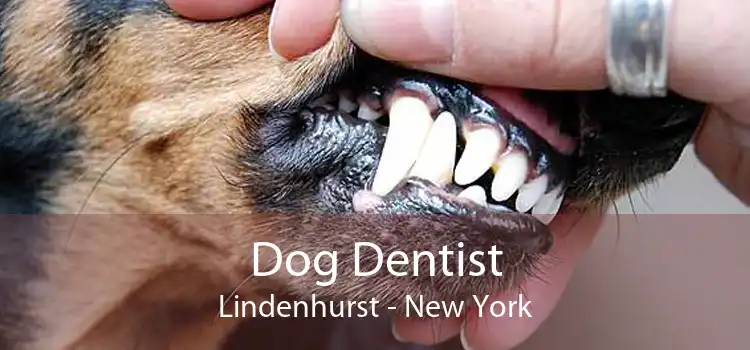 Dog Dentist Lindenhurst - New York