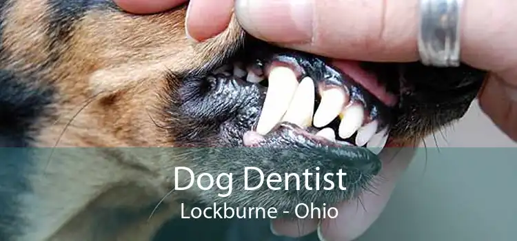Dog Dentist Lockburne - Ohio
