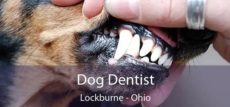 Dog Dentist Lockburne - Ohio