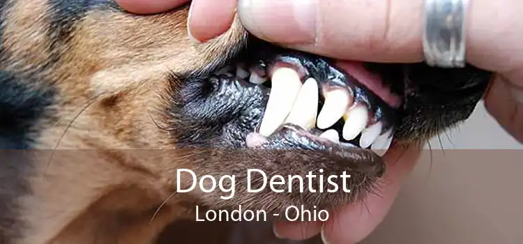 Dog Dentist London - Ohio