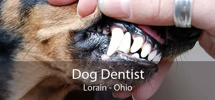 Dog Dentist Lorain - Ohio