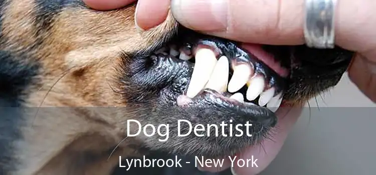 Dog Dentist Lynbrook - New York