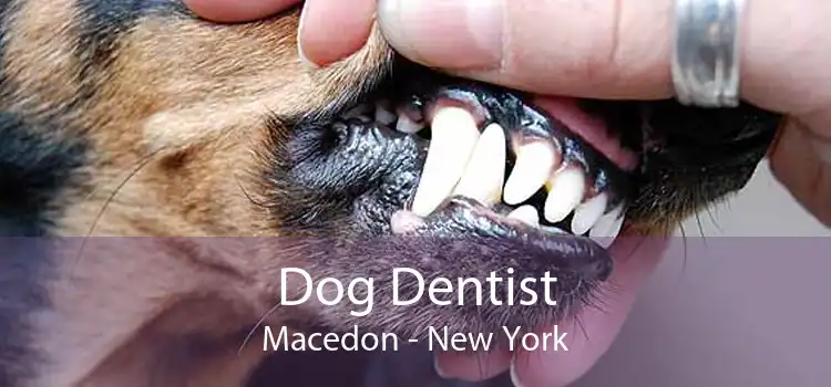 Dog Dentist Macedon - New York