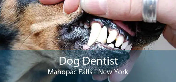 Dog Dentist Mahopac Falls - New York