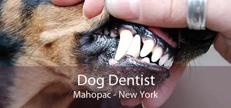 Dog Dentist Mahopac - New York