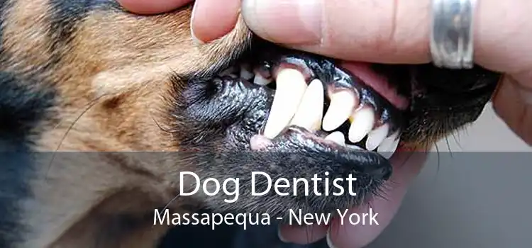 Dog Dentist Massapequa - New York