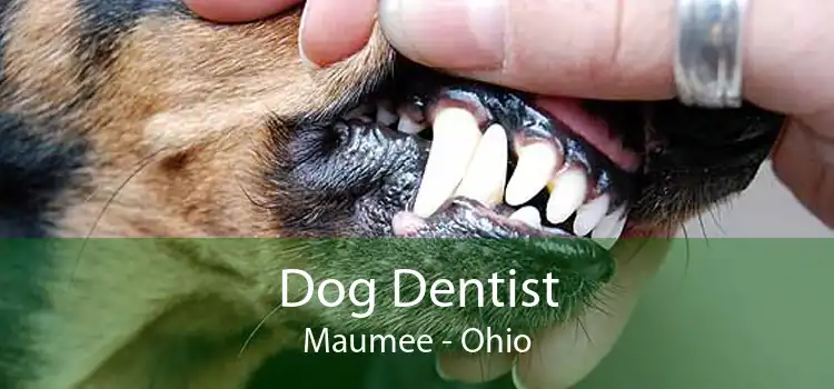 Dog Dentist Maumee - Ohio
