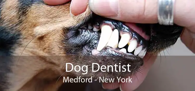 Dog Dentist Medford - New York