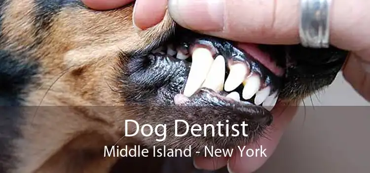 Dog Dentist Middle Island - New York