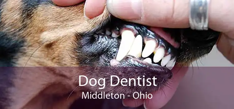 Dog Dentist Middleton - Ohio