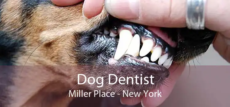 Dog Dentist Miller Place - New York