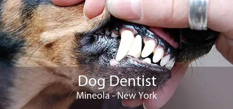 Dog Dentist Mineola - New York