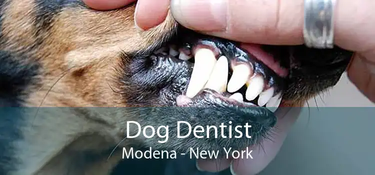 Dog Dentist Modena - New York