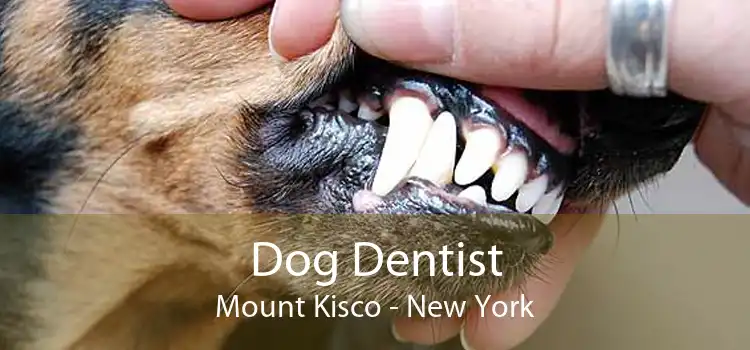 Dog Dentist Mount Kisco - New York
