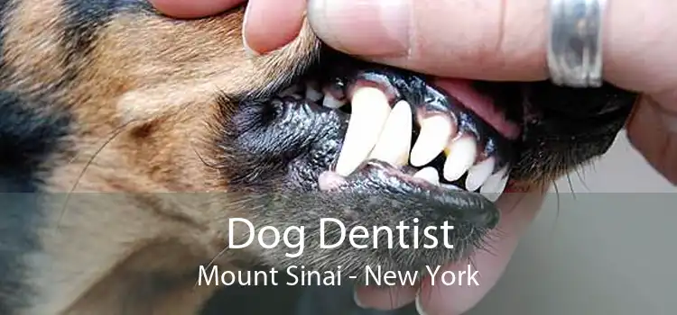 Dog Dentist Mount Sinai - New York