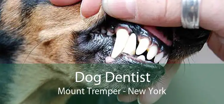 Dog Dentist Mount Tremper - New York