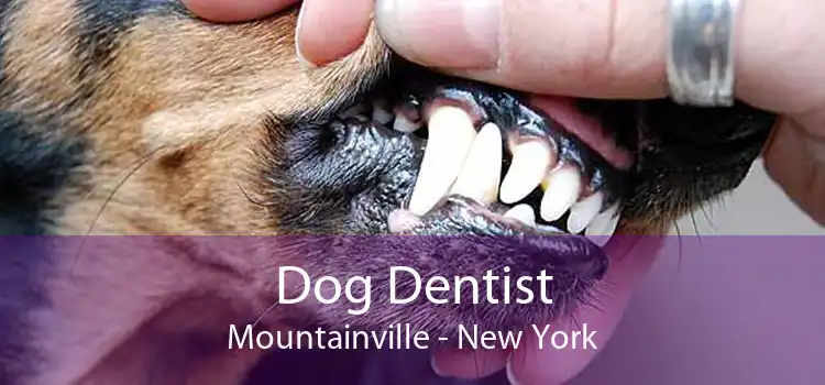 Dog Dentist Mountainville - New York