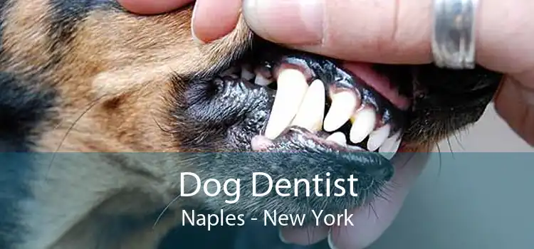 Dog Dentist Naples - New York