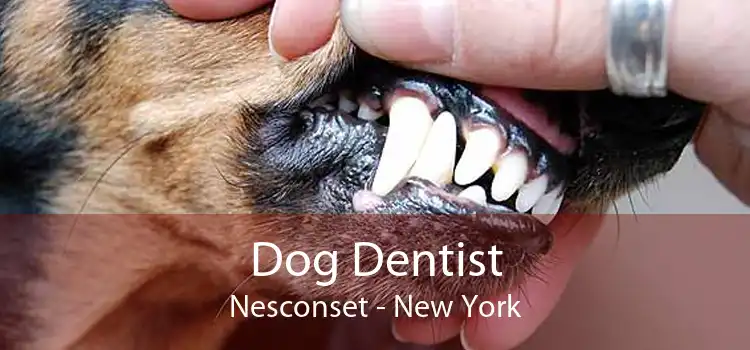 Dog Dentist Nesconset - New York