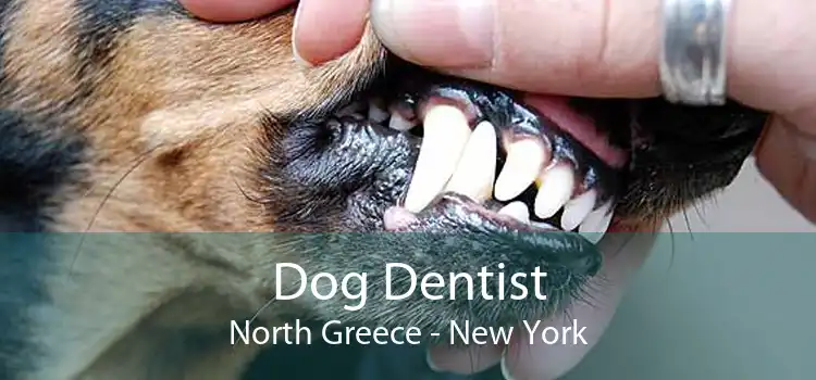 Dog Dentist North Greece - New York