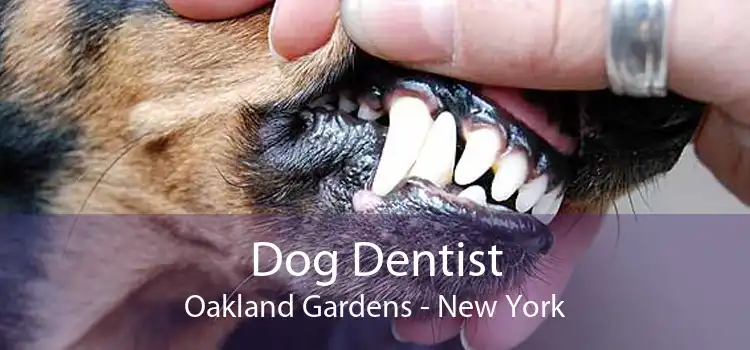 Dog Dentist Oakland Gardens - New York