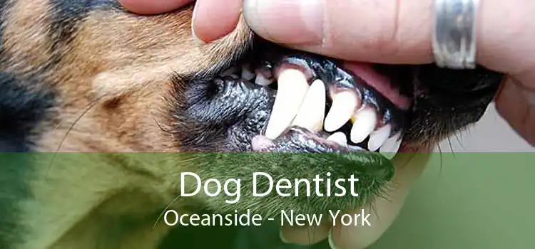 Dog Dentist Oceanside - New York