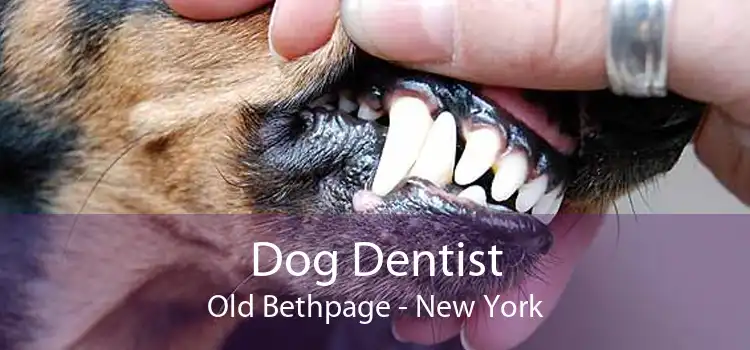 Dog Dentist Old Bethpage - New York