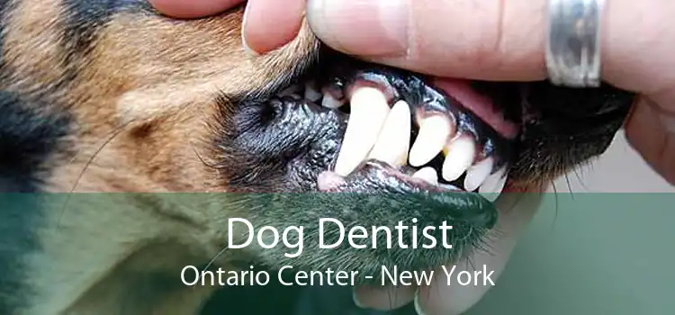 Dog Dentist Ontario Center - New York