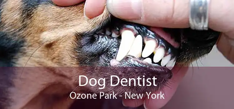 Dog Dentist Ozone Park - New York