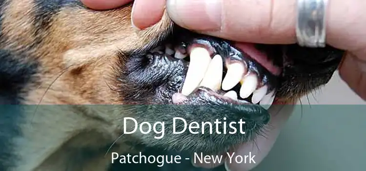 Dog Dentist Patchogue - New York