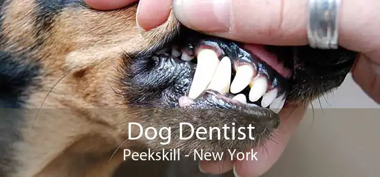 Dog Dentist Peekskill - New York