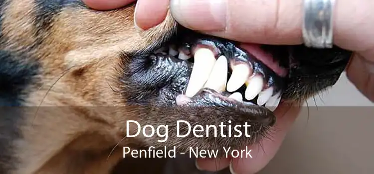 Dog Dentist Penfield - New York