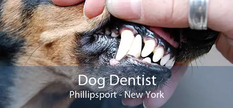 Dog Dentist Phillipsport - New York