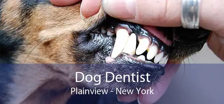 Dog Dentist Plainview - New York