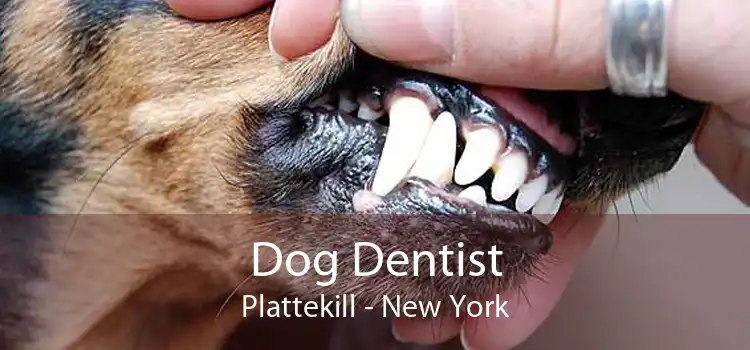 Dog Dentist Plattekill - New York