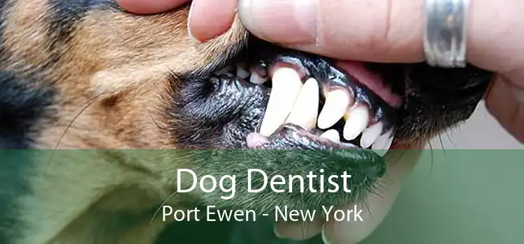 Dog Dentist Port Ewen - New York