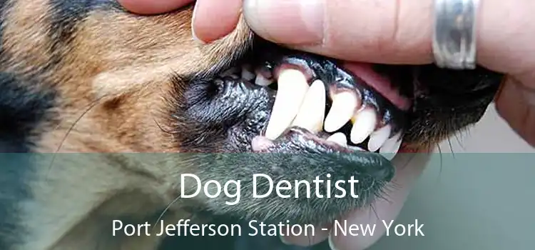 Dog Dentist Port Jefferson Station - New York