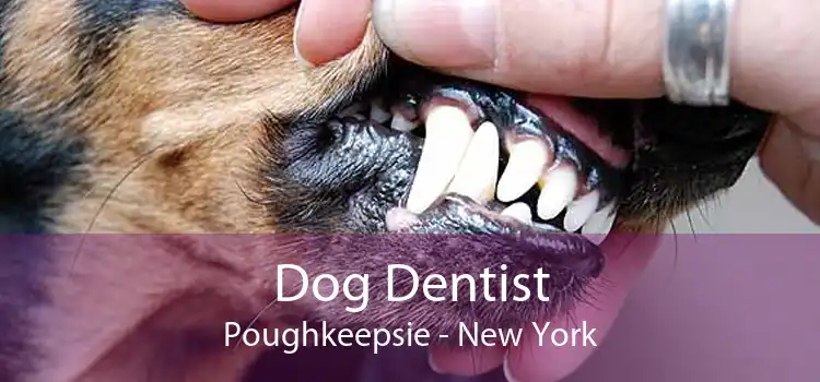 Dog Dentist Poughkeepsie - New York