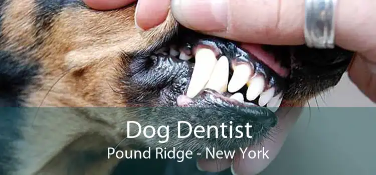 Dog Dentist Pound Ridge - New York