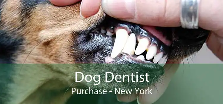 Dog Dentist Purchase - New York