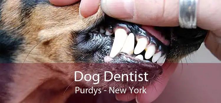 Dog Dentist Purdys - New York