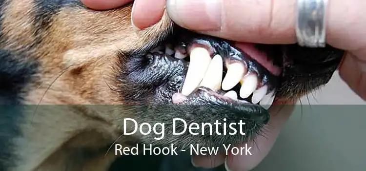 Dog Dentist Red Hook - New York