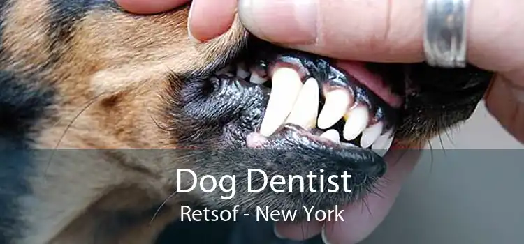 Dog Dentist Retsof - New York