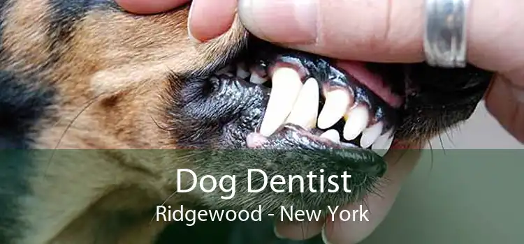 Dog Dentist Ridgewood - New York