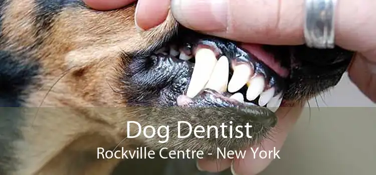 Dog Dentist Rockville Centre - New York
