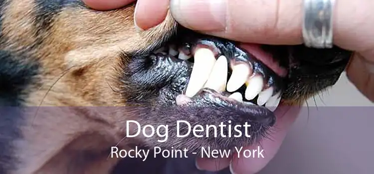 Dog Dentist Rocky Point - New York