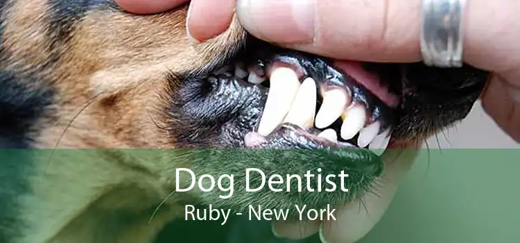 Dog Dentist Ruby - New York