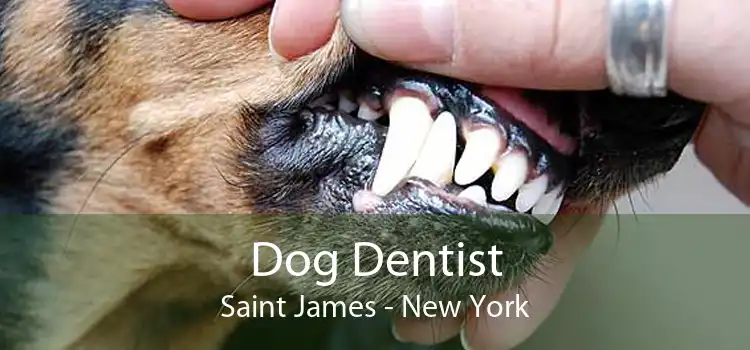 Dog Dentist Saint James - New York