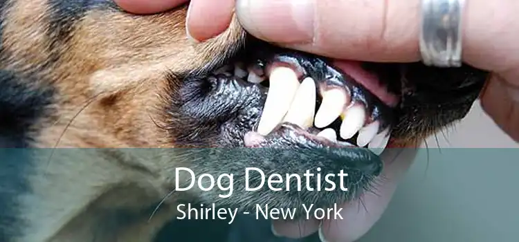 Dog Dentist Shirley - New York