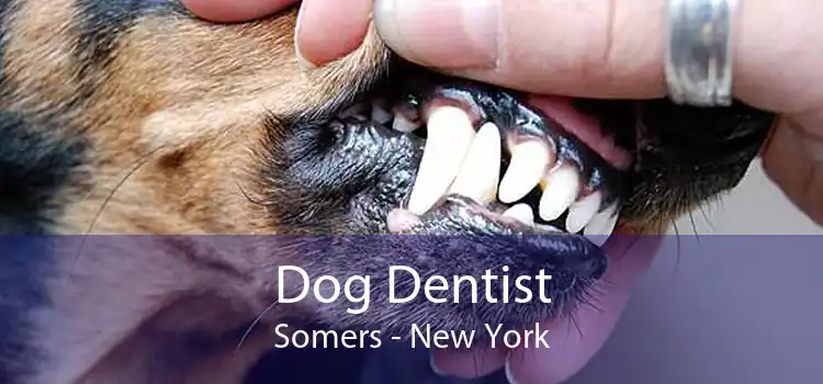 Dog Dentist Somers - New York